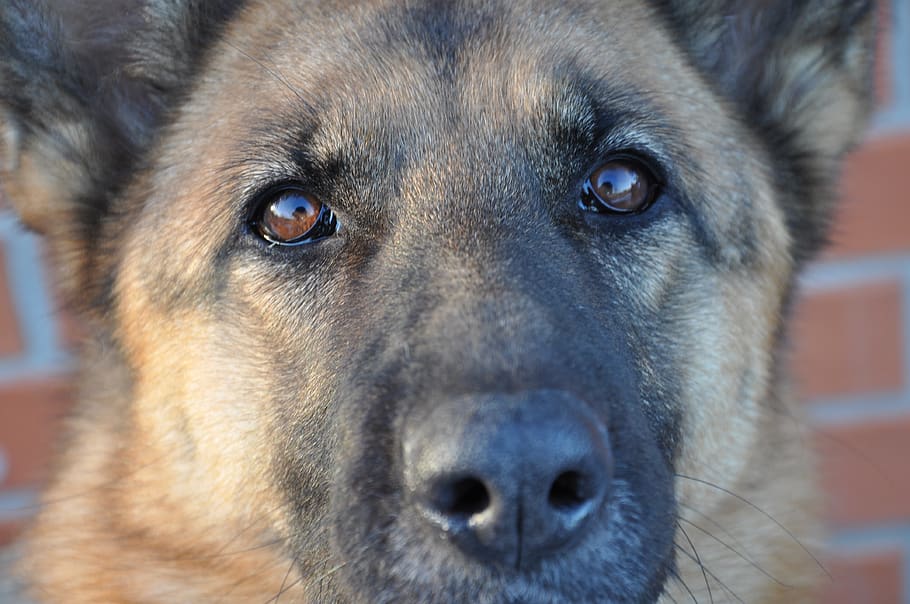 dog, view, fur, attention, nose, eyes, german shepherd, one animal HD wallpaper