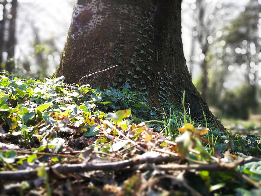 plant, tree trunk, ivy, strong, contrast, leaves, roots, ground HD wallpaper