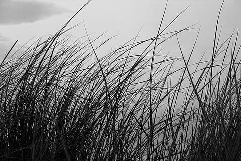 grass, beach, wind, breeze, black and white, growth, plant HD wallpaper