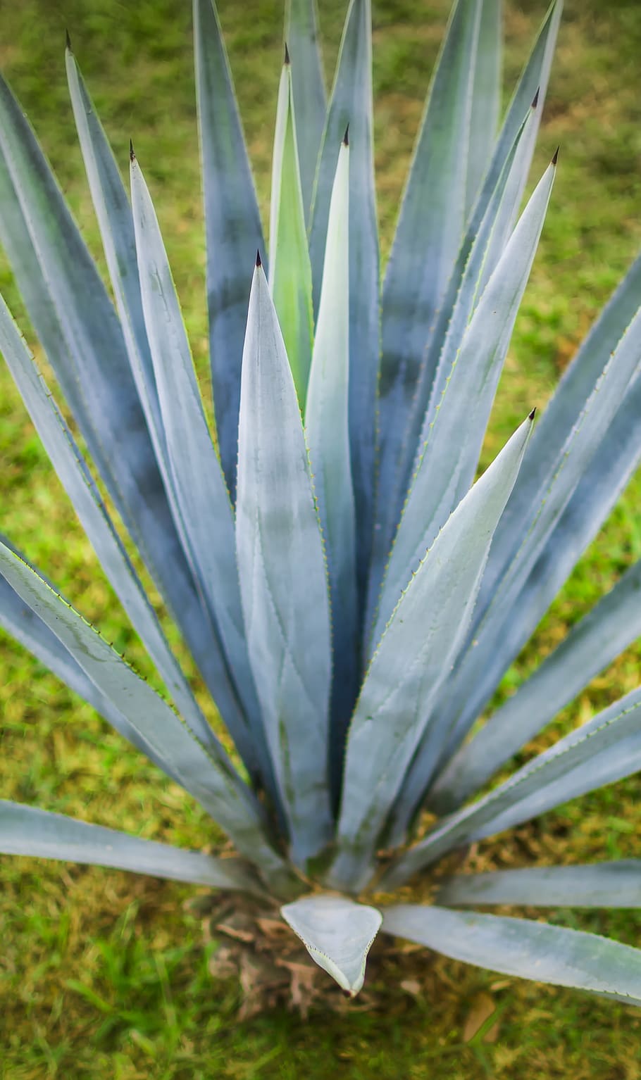 Agave Wallpapers  Top Free Agave Backgrounds  WallpaperAccess