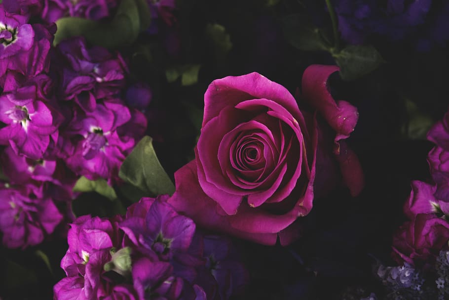 red roses, plant, flower, blossom, geranium, petal, invertebrate HD wallpaper