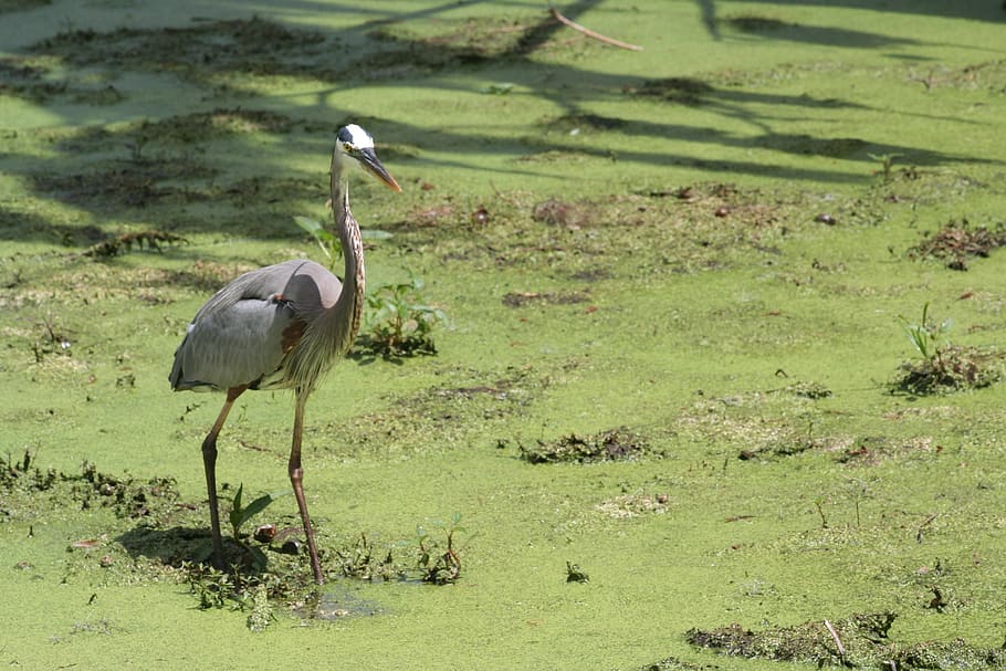 bird, nature, swamp, water, green, crane, sandhill crane, florida, HD wallpaper