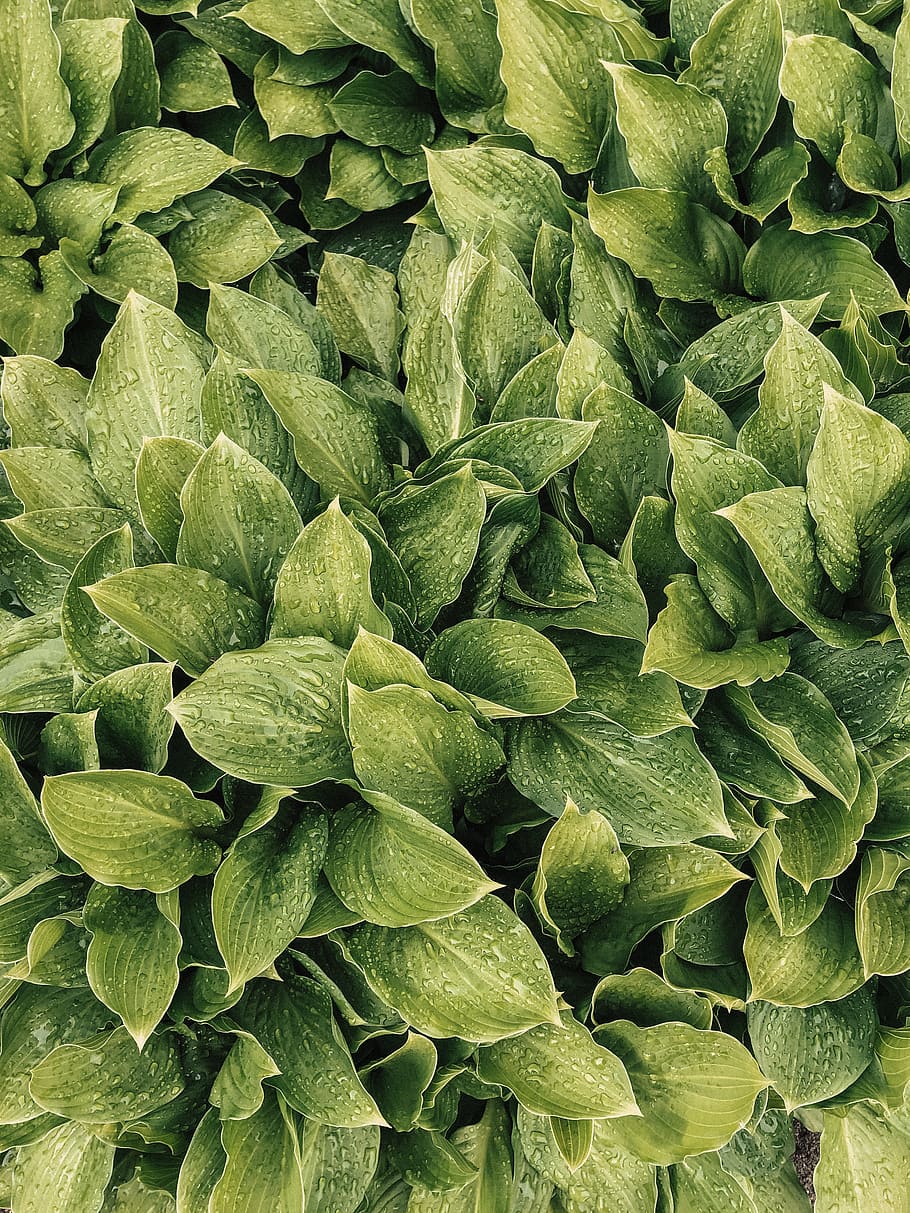 plant, leaf, vegetable, spinach, food, pottery, jar, vase, potted plant HD wallpaper