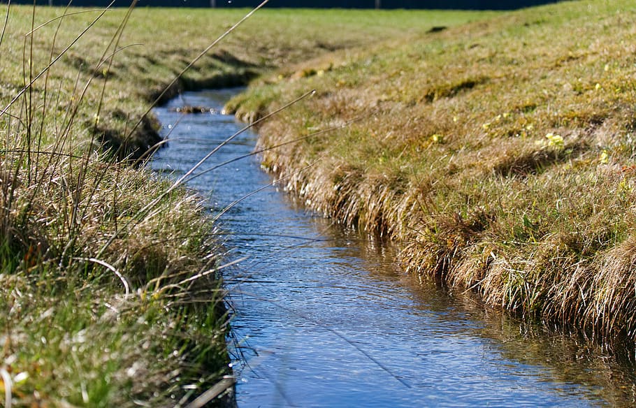 bach, meadow, nature, water, landscape, creek, plant, grass HD wallpaper