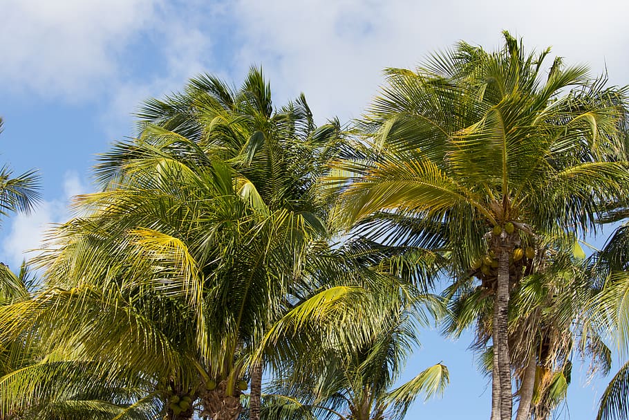 green coconut trees under cloudy sky, palm tree, plant, arecaceae HD wallpaper