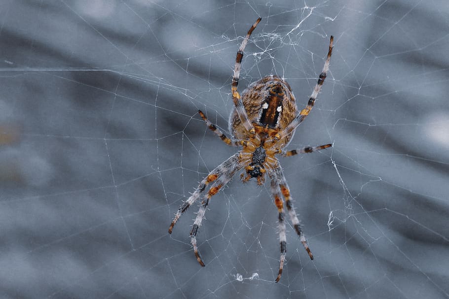 Пауки россии фото HD wallpaper: spider, dangerous, horror, scary, nature, insect, afraid, spider w