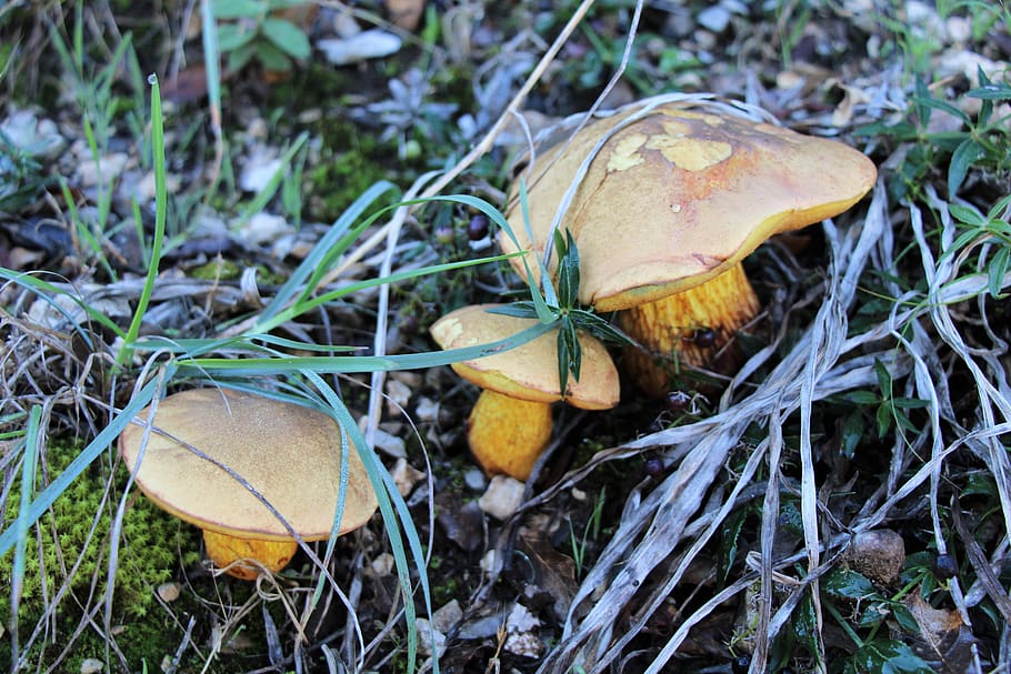 autumn, mushrooms, forest, plant, fungus, growth, vegetable HD wallpaper