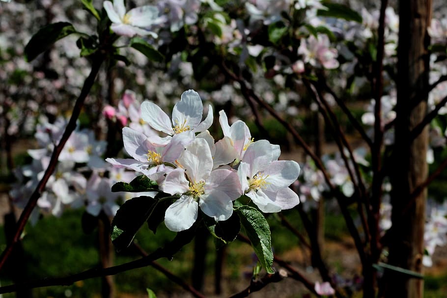 apple blossom, spring, appelbom, leaves, fruit tree, pestle, HD wallpaper