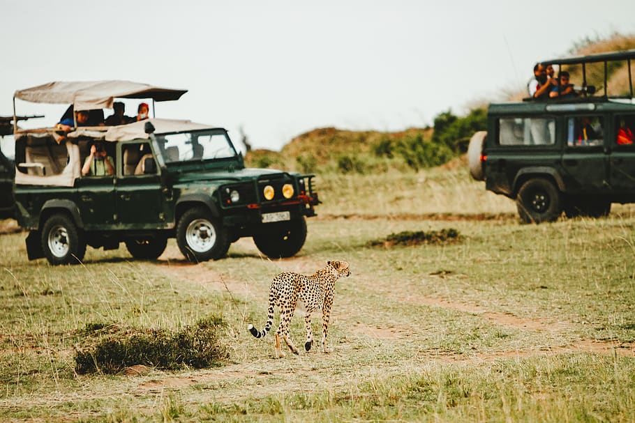 leopard walking through green vehicles, transportation, mode of transportation HD wallpaper