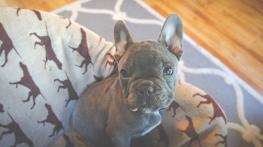 gray French bulldog puppy sitting on gray and brown dog bed close-up photo