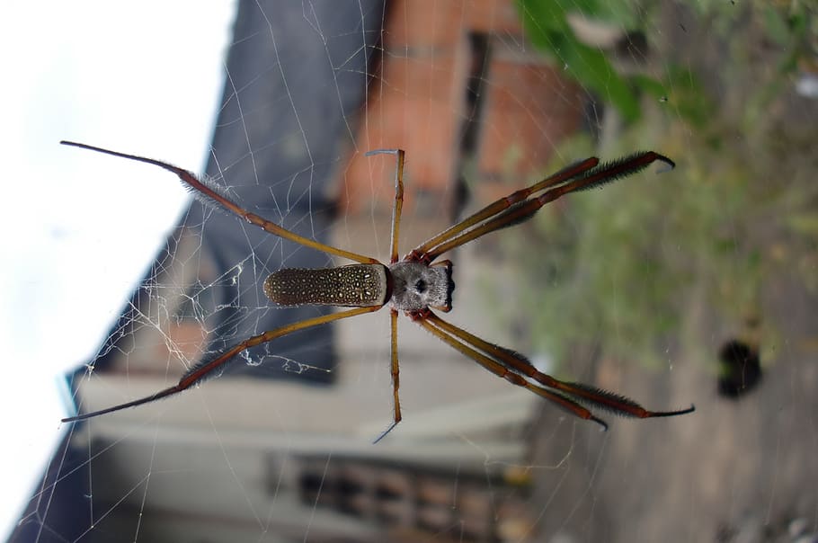 spider, web, nature, horrifying, halloween, trap, networks HD wallpaper