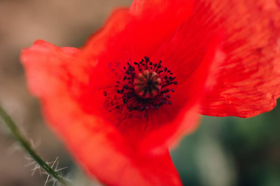 Macro Photography of Red Flower, bloom, blooming, blossom, blur HD wallpaper