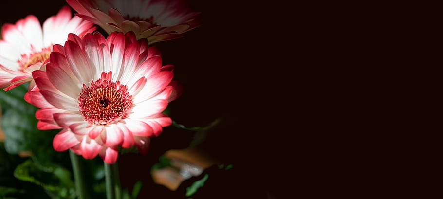 flowers, gerbera, pink, white, spring flowers, text dom, copy space HD wallpaper