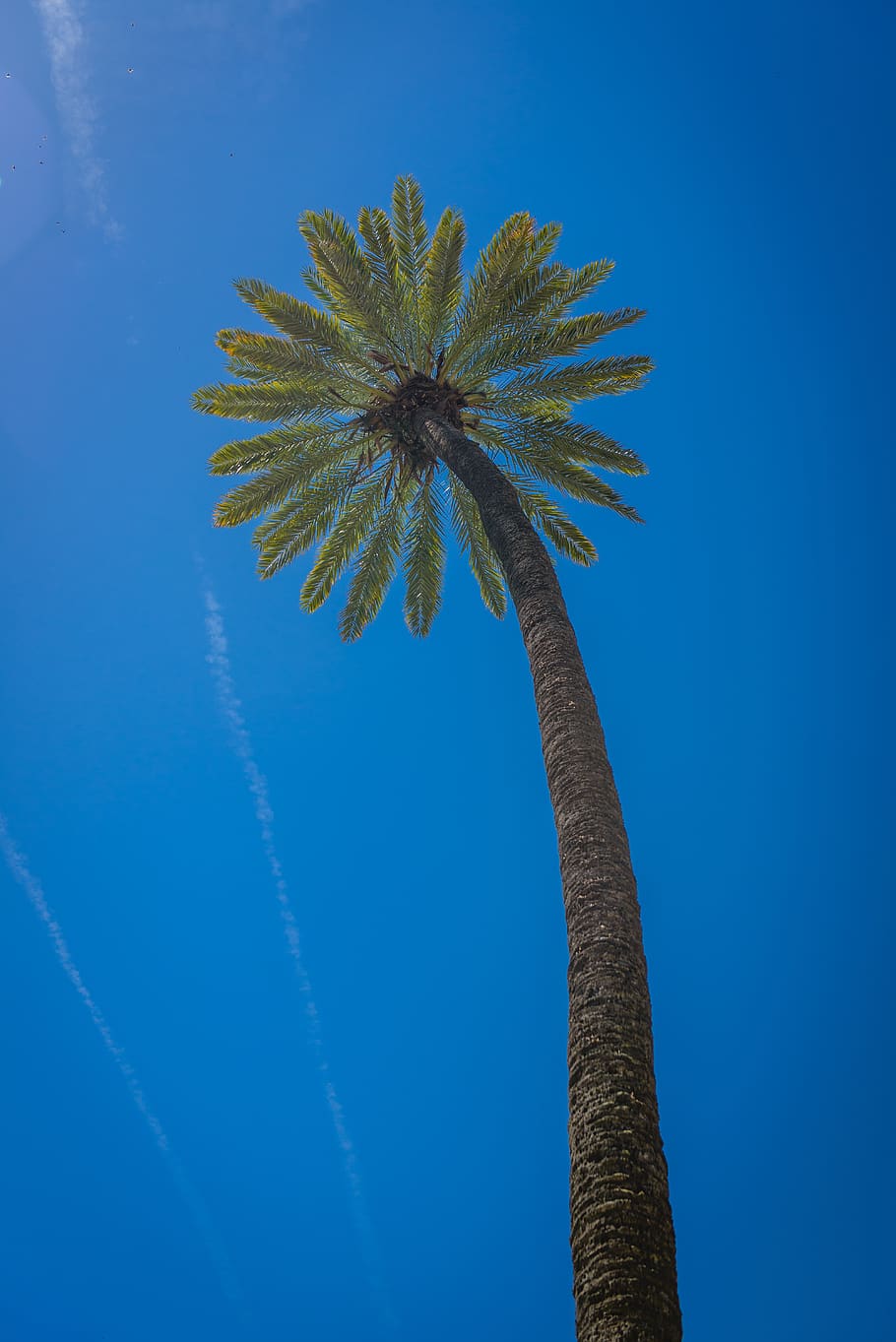 coconut tree, plant, arecaceae, palm tree, summer, tropical, sky HD wallpaper
