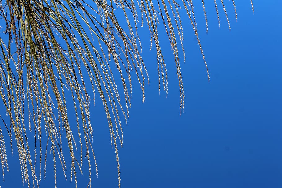 willow, branches, tree, spring, figure, the basis of, sky, early spring HD wallpaper
