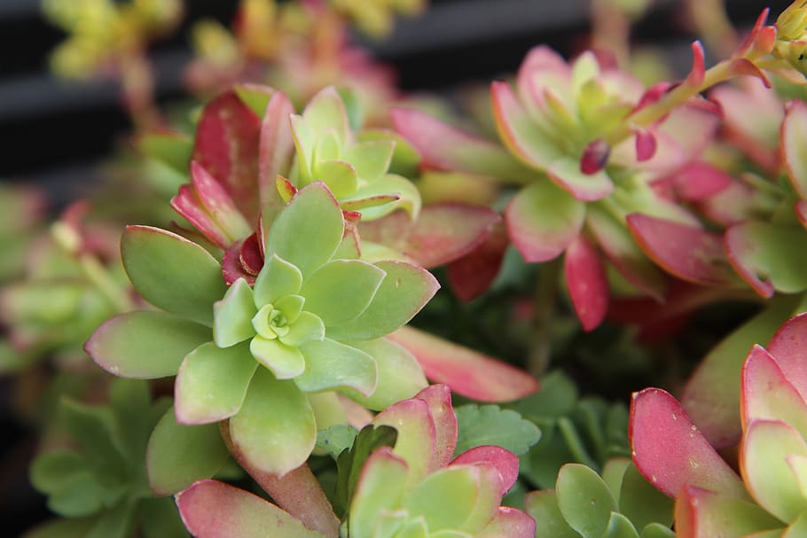 succulent, cactus, plant, marrakech, growth, beauty in nature HD wallpaper