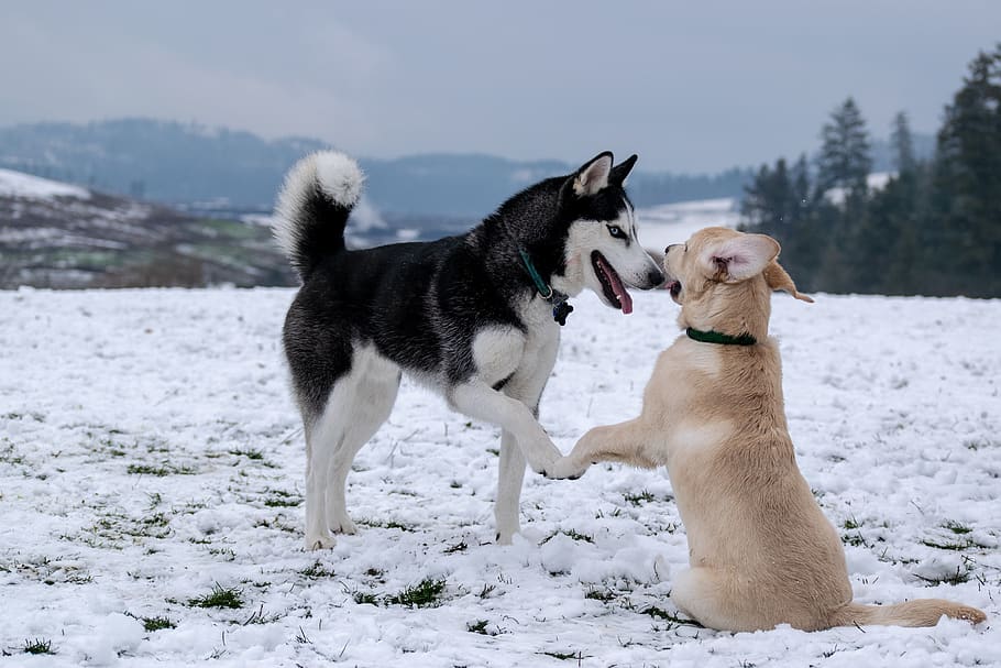 adult black and white Siberian husky beside short-coated brown dog, HD wallpaper