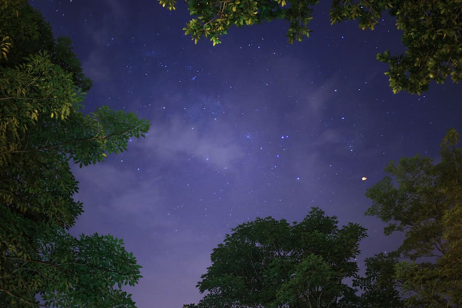 Low-angle Photography of Trees Under Stars at Night, astrology HD wallpaper