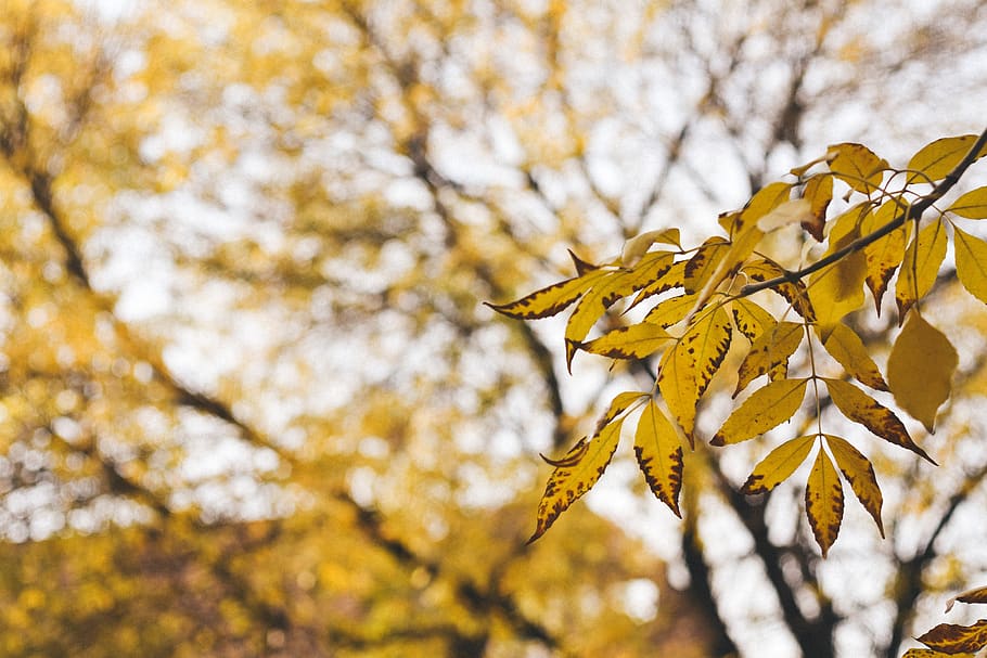 plant, leaf, tree, tree trunk, sunlight, invertebrate, bee HD wallpaper