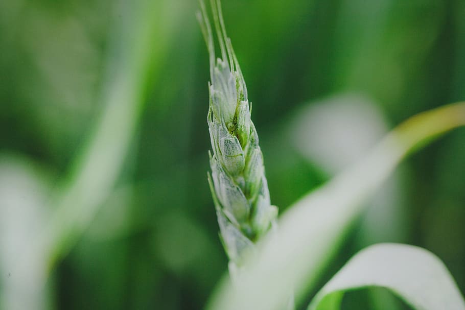 Green Plant, cornfield, grain, wheat, green color, growth, close-up HD wallpaper