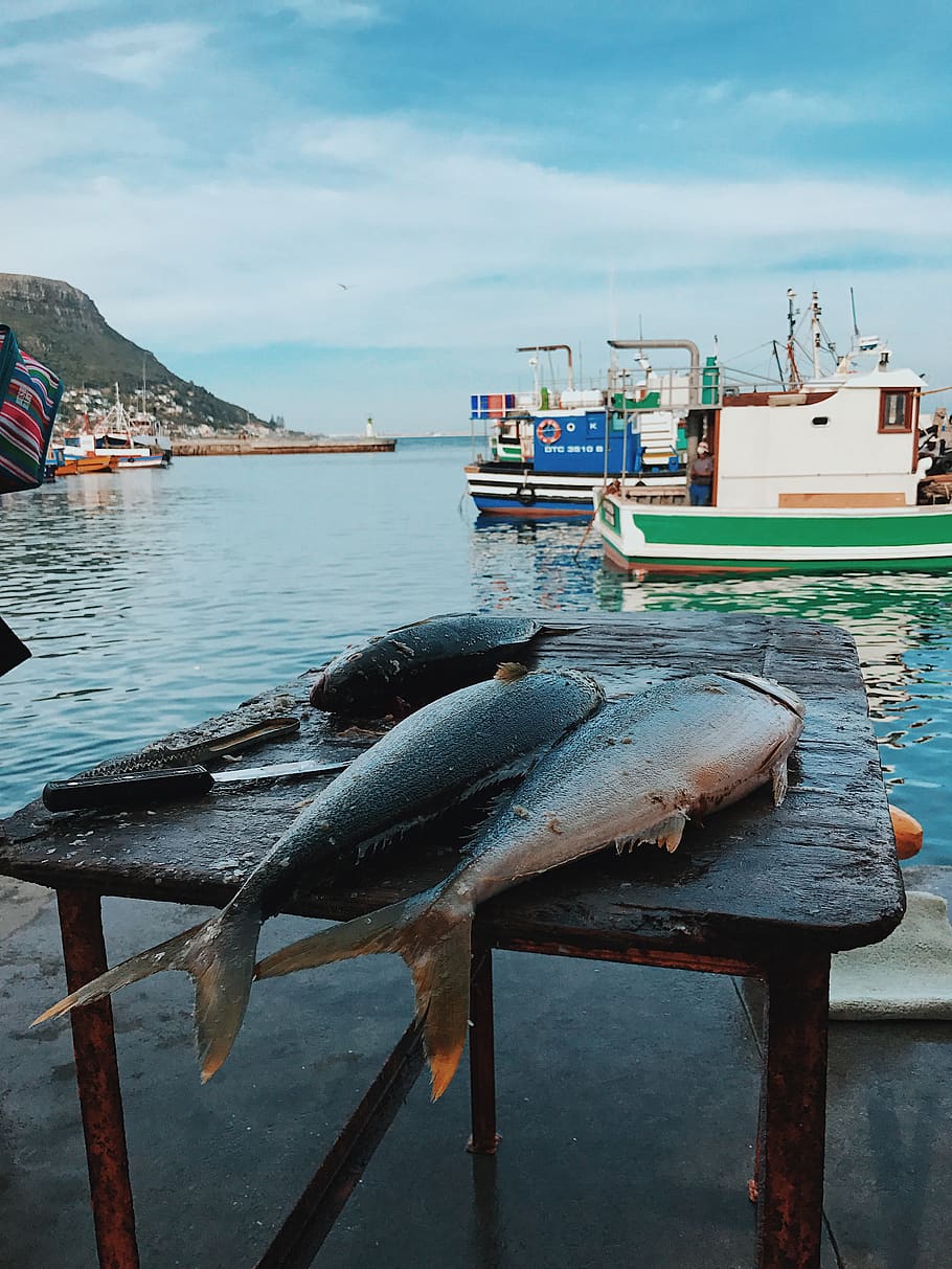 south africa, cape town, hout bay harbour, sea, market, fish