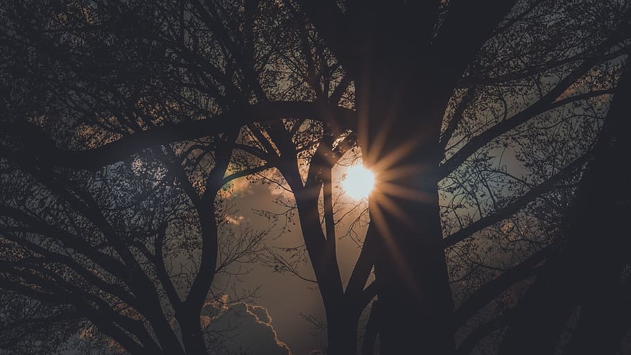 Tree During Sunset, backlit, chicago, dawn, dusk, silhouette HD wallpaper