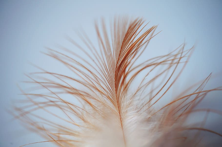 Single White Brown Feather, close-up, macro, plant, growth, no people HD wallpaper