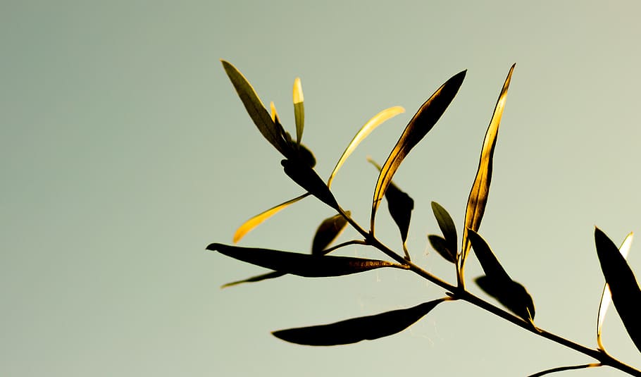 green, leaf plant, nature, plant part, growth, close-up, studio shot HD wallpaper