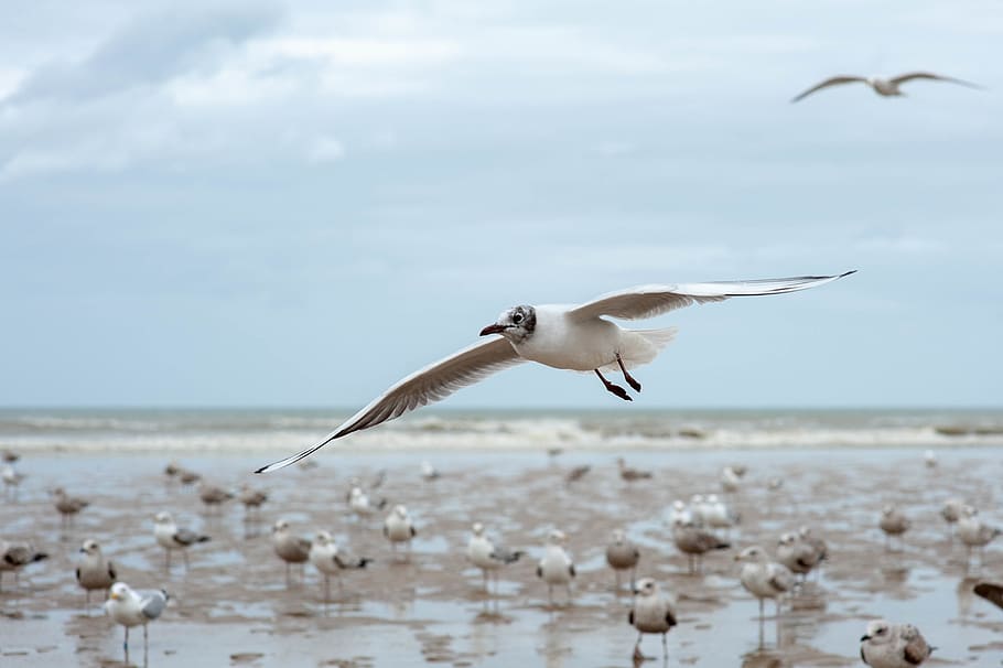 white bird flying, animal, seagull, ocean, mouette, wild, oiseaux HD wallpaper