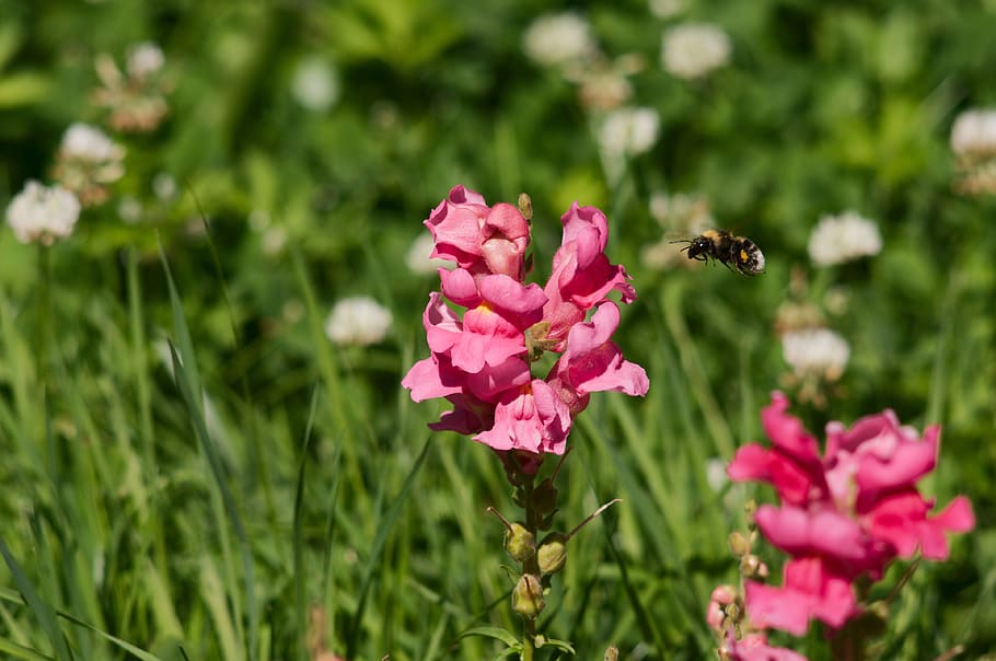 flowers, bee, summer, insect, pollination, flowering plant HD wallpaper