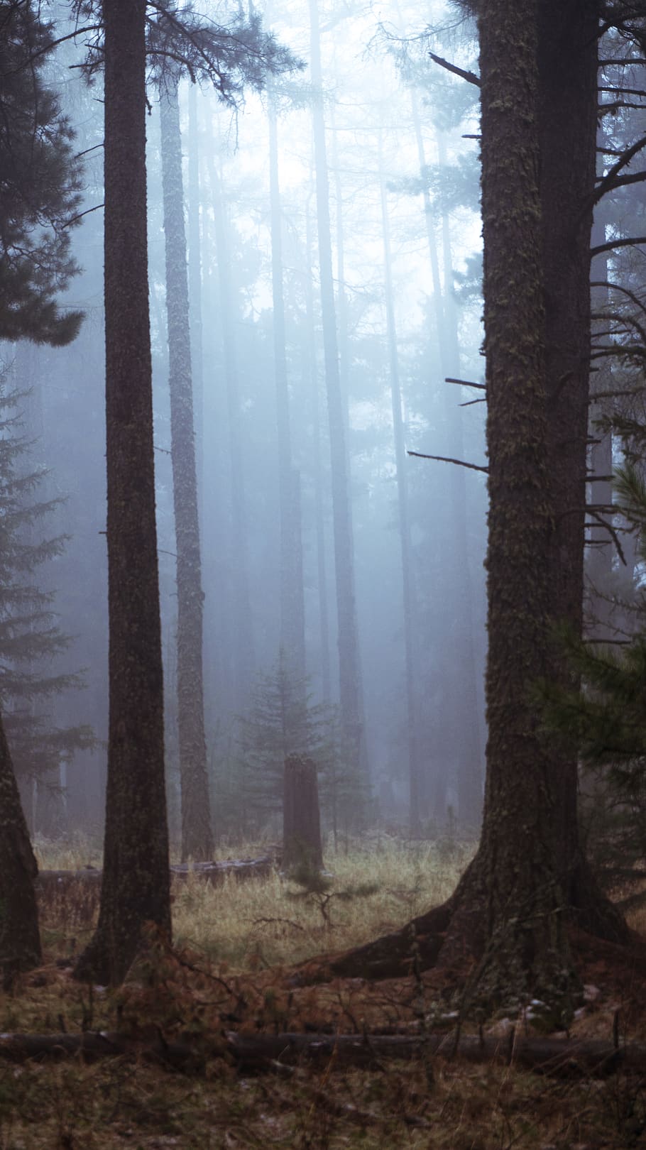 tree, forest, land, plant, tree trunk, fog, nature, woodland HD wallpaper