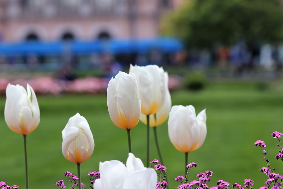spring, white tulips, bloom, park, nature, outdoor, flower HD wallpaper