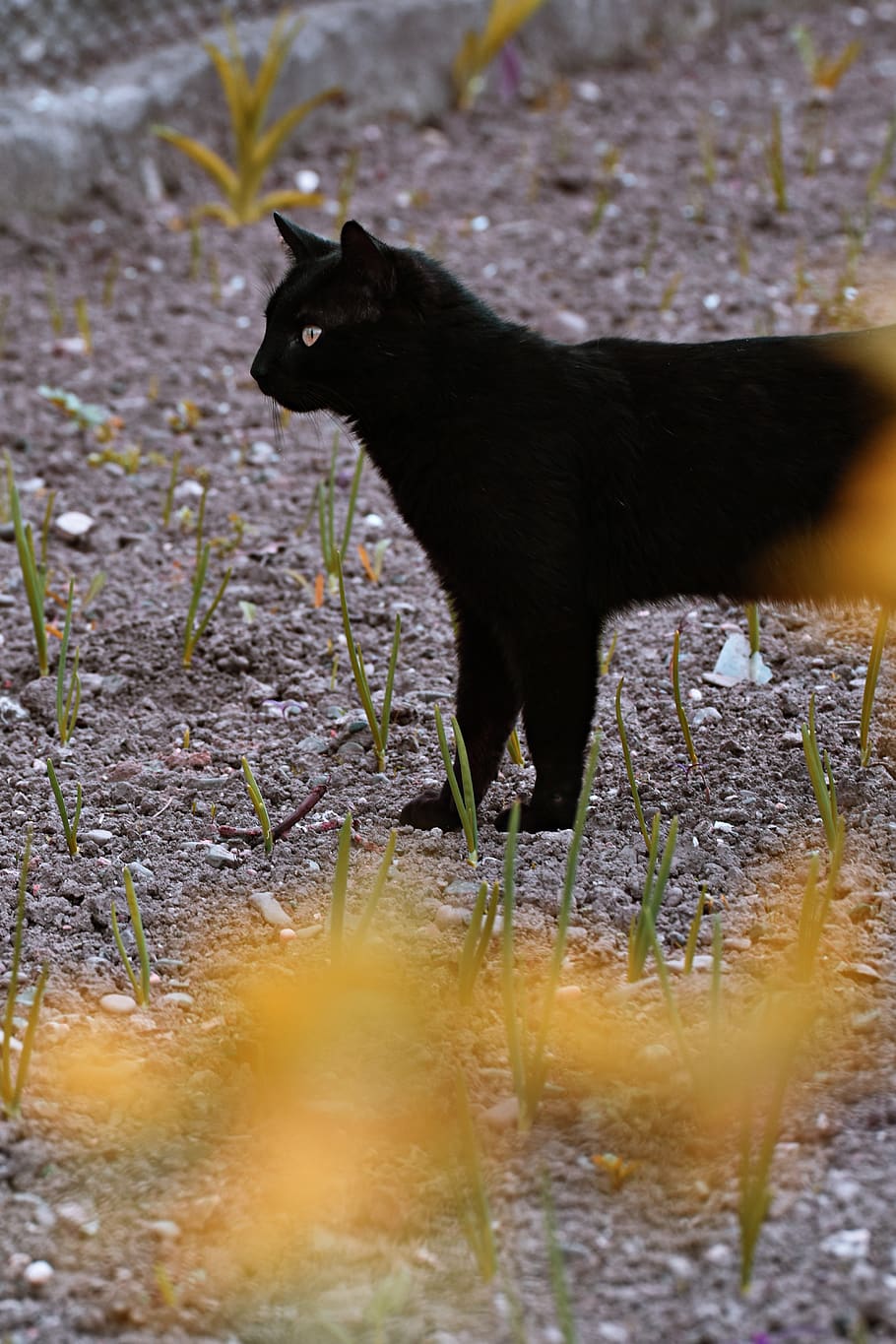 Black Coated Cat, adorable, animal, cute, feline, mammal, pet HD wallpaper