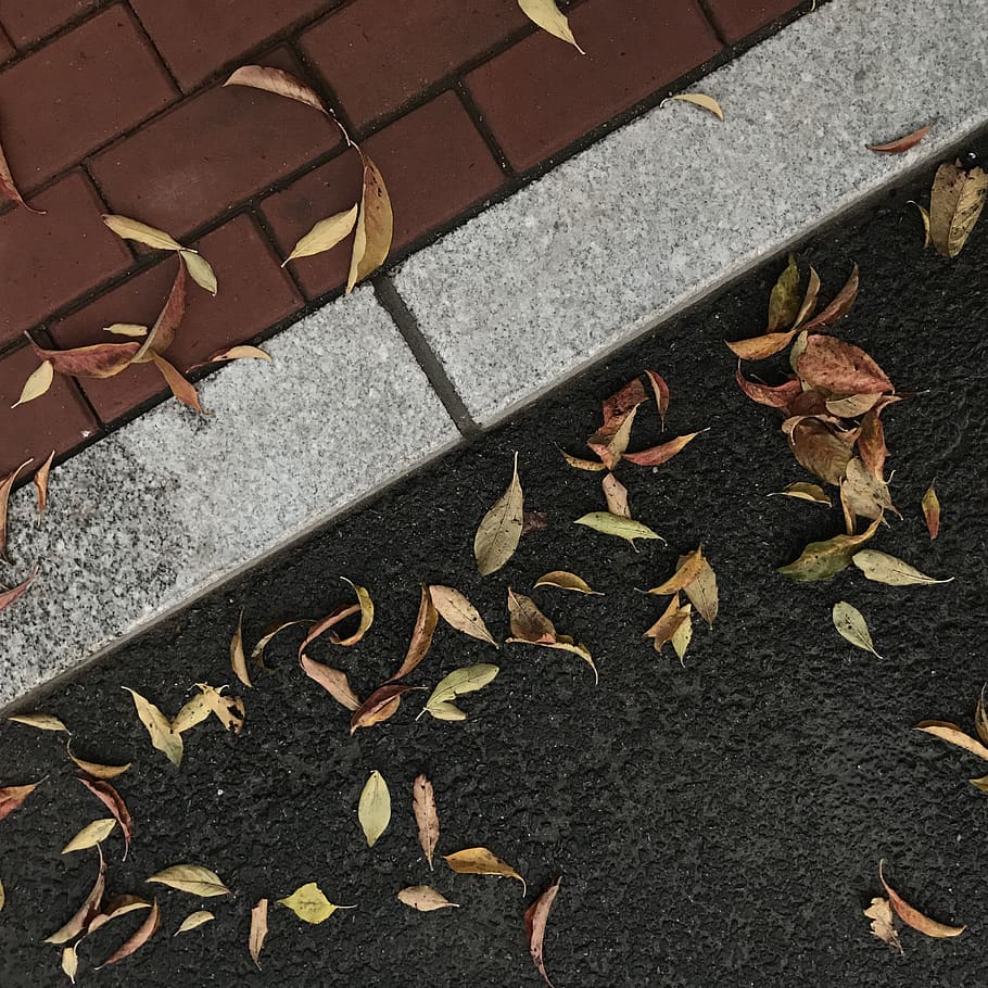 中国, 沈阳市, leaf, plant part, autumn, change, high angle view, HD wallpaper