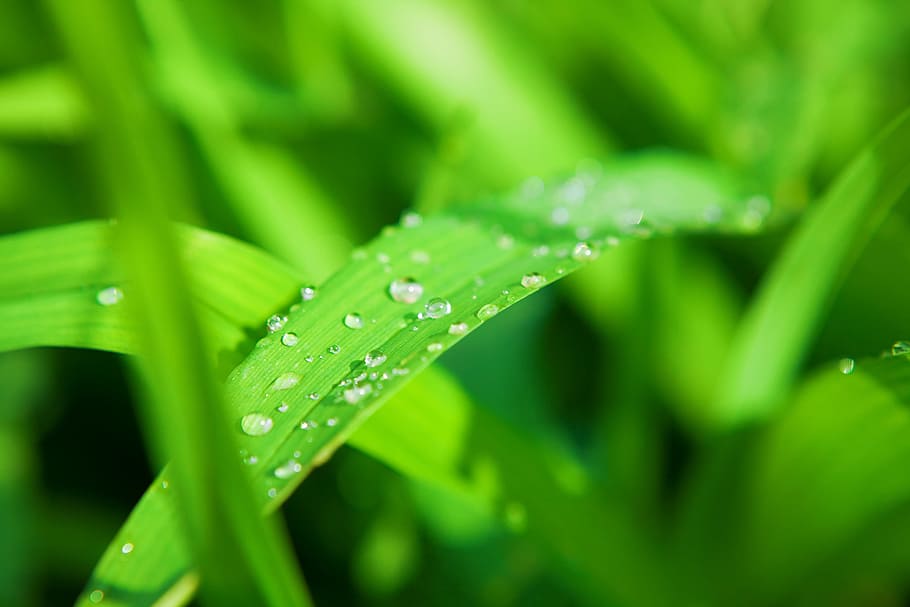 grass, green, growth, background, field, fresh, garden, herb HD wallpaper