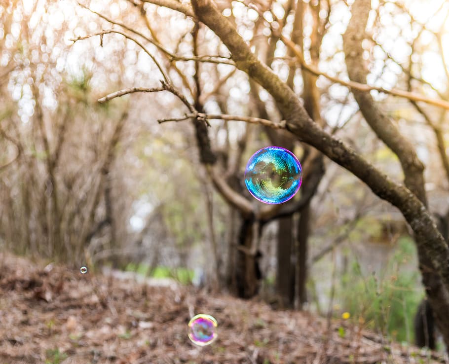 forest, trees, bubbles, soap bubble, colour, reflection, floating HD wallpaper