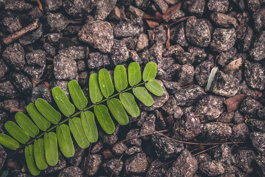 india, kerala, green color, nature, no people, growth, close-up HD wallpaper