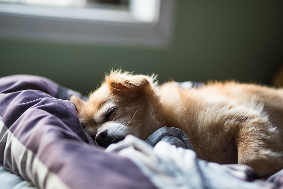 dog sleeping on bed, furniture, couch, puppy, mammal, canine HD wallpaper