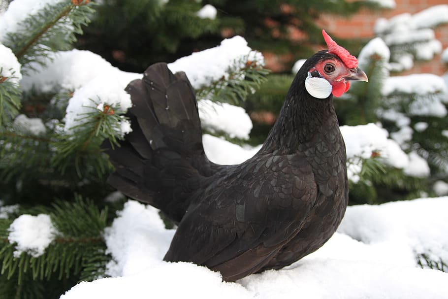 hen, chicken, poultry, range, easter, bill, feather, outdoor HD wallpaper