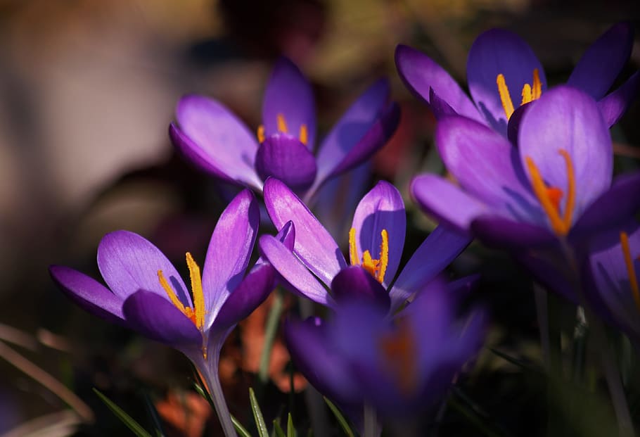 flower, nature, fresh, freshness, flowering plant, purple, beauty in nature HD wallpaper