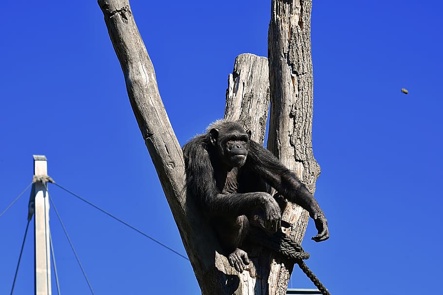 chimpanzee, monkey, food, catch, animal world, ape, mammal HD wallpaper