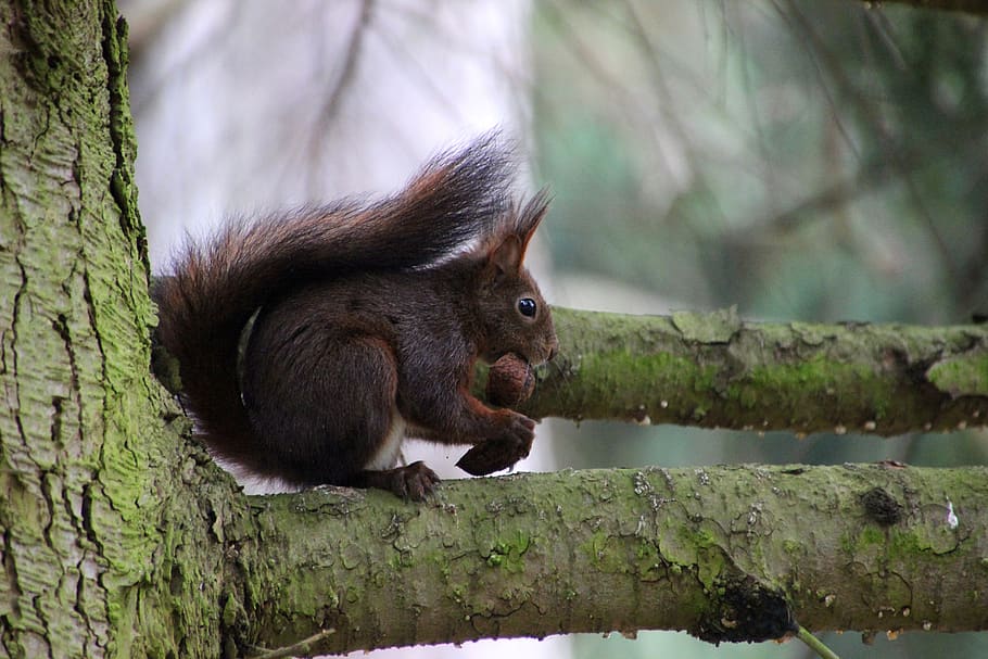 squirrel, forest, nut, rodent, mammal, animal themes, primate HD wallpaper
