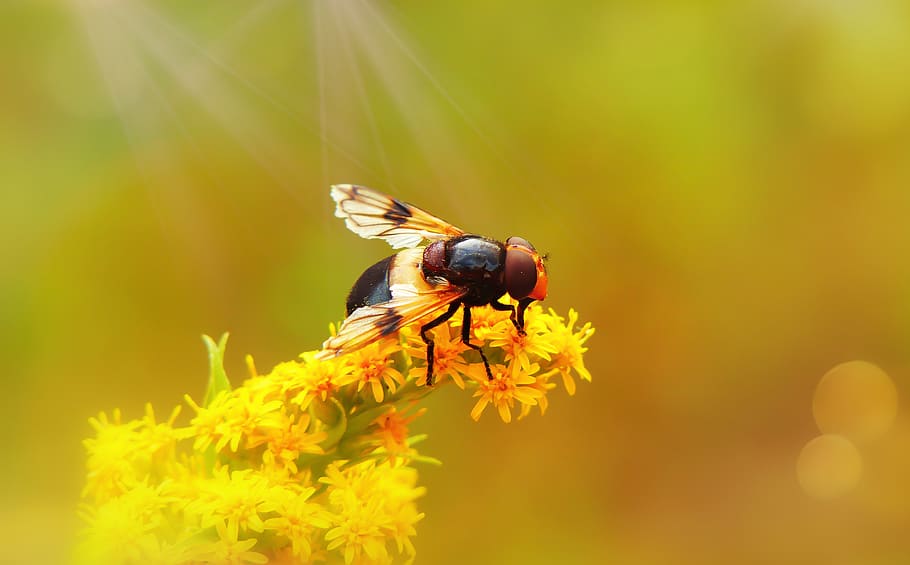yellow and black wasp, animal themes, animals in the wild, animal wildlife HD wallpaper