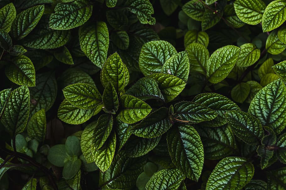 green plants, green color, growth, backgrounds, full frame, leaf HD wallpaper