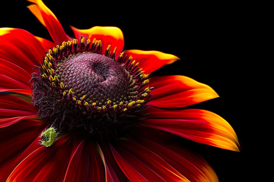 Closeup Photo of Red-and-yellow Petaled Flower, beautiful, blooming HD wallpaper