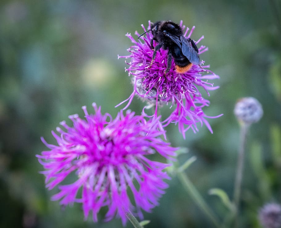 hummel, bee, insect, nature, flower, honey bee, summer, macro HD wallpaper