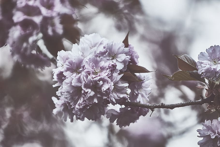 shallow focus photography of white petal flowers, bloom, blossom HD wallpaper