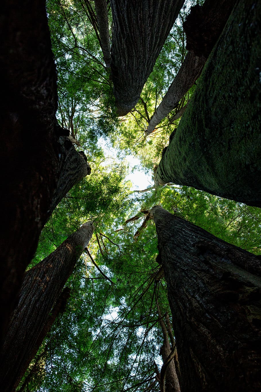 trees and sky, plant, trunk, tree trunk, growth, tranquility HD wallpaper