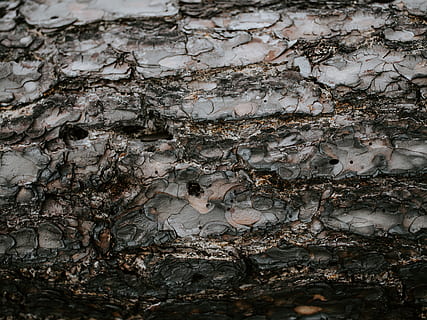 rock, tree, plant, ground, tree trunk, tar, texture, wood, mud HD wallpaper