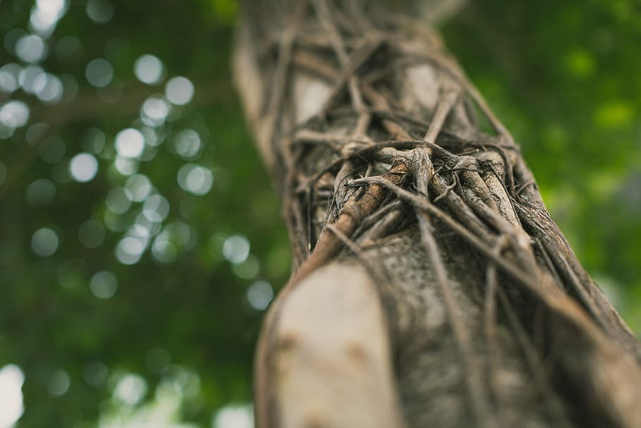 workiva, tree, leaves, bark, vines, nature, close-up, selective focus HD wallpaper